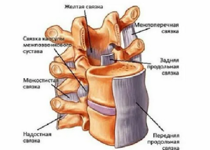 Особенности плотности костной ткани поясничных позвонков у пациентов с дегенеративными заболеваниями позвоночника Особенности плотности костной ткани поясничных позвонков у пациентов с дегенеративными заболеваниями позвоночника
