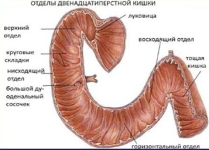 Курс медицинской рентгенологии.Рентгенологическое исследование органов пищеварения (пищевода, желудка, кишечника, желчного аппарата) и диафрагмы.Часть 2. Глава 9.2 Курс медицинской рентгенологии.Рентгенологическое исследование органов пищеварения (пищевода, желудка, кишечника, желчного аппарата) и диафрагмы.Часть 2. Глава 9.2