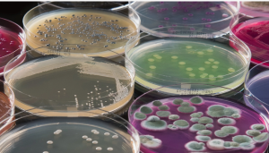 Антибактериальное действие полупроводникового лазера в отношении бактерий S. aureus и P. aeruginosa, ведущих возбудителей остеомиелита Антибактериальное действие полупроводникового лазера в отношении бактерий S. aureus и P. aeruginosa, ведущих возбудителей остеомиелита