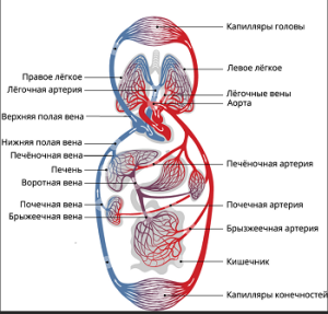 Рентгеноанатомические основы исследования легких.Сосудистая система легкого. Глава 19 Рентгеноанатомические основы исследования легких.Сосудистая система легкого. Глава 19