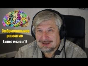 Савельев С.В. Развитие мозга-2 (эмбриональный период) Савельев С.В. Развитие мозга-2 (эмбриональный период)