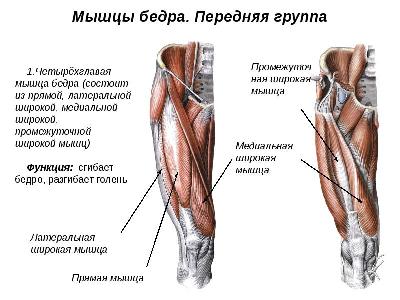 Мышцы бедра Мышцы бедра