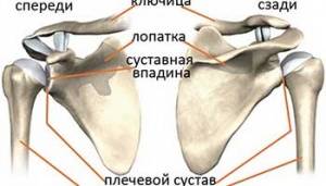 Лопаточно-грудной «сустав» Лопаточно-грудной «сустав»