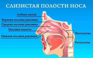 Рак носоглотки Рак носоглотки