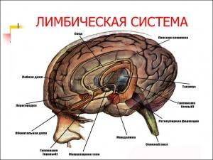 С.В. Савельев: "Вынос мозга" Выпуск №3 С.В. Савельев: "Вынос мозга" Выпуск №3