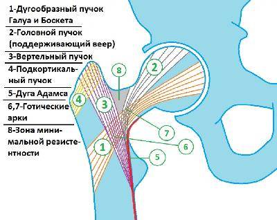 Цифровой рентген на дому при переломе шейки бедра Цифровой рентген на дому при переломе шейки бедра