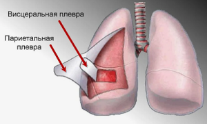 Кортикальный Кортикальный