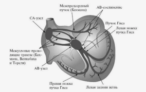 Сосудистая ножка сердца Сосудистая ножка сердца