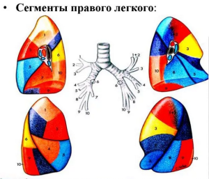 Рентгеноанатомические основы исследования легких. Учение о сегментах. Глава 15 Рентгеноанатомические основы исследования легких. Учение о сегментах. Глава 15