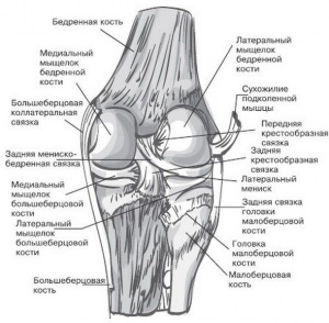 Способ определения изометричности расположения бедренного и большеберцового тоннелей до их формирования при пластике передней крестообразной связки
Способ определения изометричности расположения бедренного и большеберцового тоннелей до их формирования при пластике передней крестообразной связки