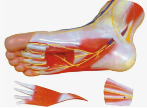 Анатомическая вариативность медиального пяточного нерва: кадаверное исследование Анатомическая вариативность медиального пяточного нерва: кадаверное исследование