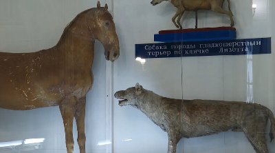 Чучелам животных Петра I сделали рентген перед реставрацией 