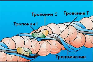 Некоронарогенные причины повышения тропонинов в клинической практике Некоронарогенные причины повышения тропонинов в клинической практике