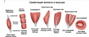 Ауто- и паракринная функция скелетных мышц в норме и при патологии Ауто- и паракринная функция скелетных мышц в норме и при патологии