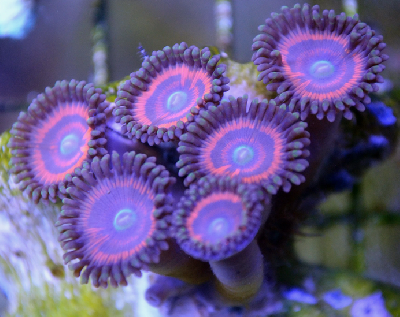 В отделение НИИ Склифосовского  обратился пациент, который отравился кораллами В отделение НИИ Склифосовского  обратился пациент, который отравился кораллами