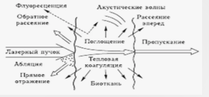 Поглащение и рассеяние лазерного излучения в суставном хряще при обработке очага
Поглащение и рассеяние лазерного излучения в суставном хряще при обработке очага