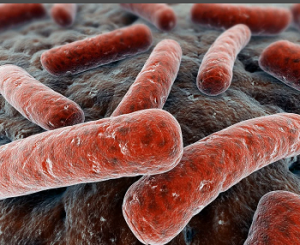 Mycobacterium abscessus как возбудитель перипротезной инфекции Mycobacterium abscessus как возбудитель перипротезной инфекции