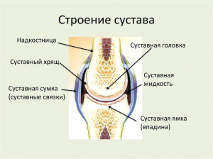 Суставной хрящ: изменения при чрескостном дистракционном остеосинтезе, физиологическая и репаративная регенерация (обзор литературы) Суставной хрящ: изменения при чрескостном дистракционном остеосинтезе, физиологическая и репаративная регенерация (обзор литературы)