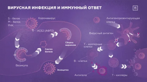 Иммунный ответ на новую коронавирусную инфекцию Иммунный ответ на новую коронавирусную инфекцию