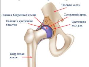 Определение конгруэнтности стандартного полусферического вертлужного компонента и посттравматически деформированной вертлужной впадины при первичном эндопротезировании тазобедренного сустава (экспериментальное исследование) Определение конгруэнтности стандартного полусферического вертлужного компонента и посттравматически деформированной вертлужной впадины при первичном эндопротезировании тазобедренного сустава (экспериментальное исследование)
