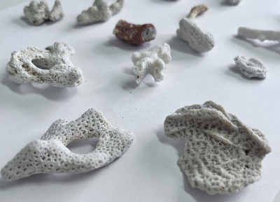 Рентген-аппарат выявил, что в багаже мужчины находилось 16 кораллов