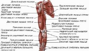 Роль плечелопаточной связки Роль плечелопаточной связки