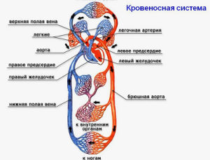 Олигемия Олигемия
