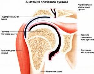 Повреждения пояса верхней конечности, плеча и плечевого сустава Повреждения пояса верхней конечности, плеча и плечевого сустава