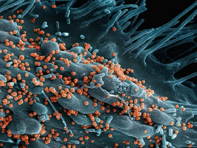 Ученые раскрыли механизм выживания туберкулеза