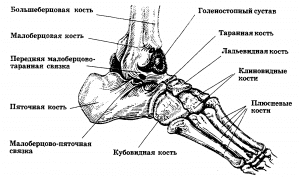 Трехглавая мышца голени Трехглавая мышца голени