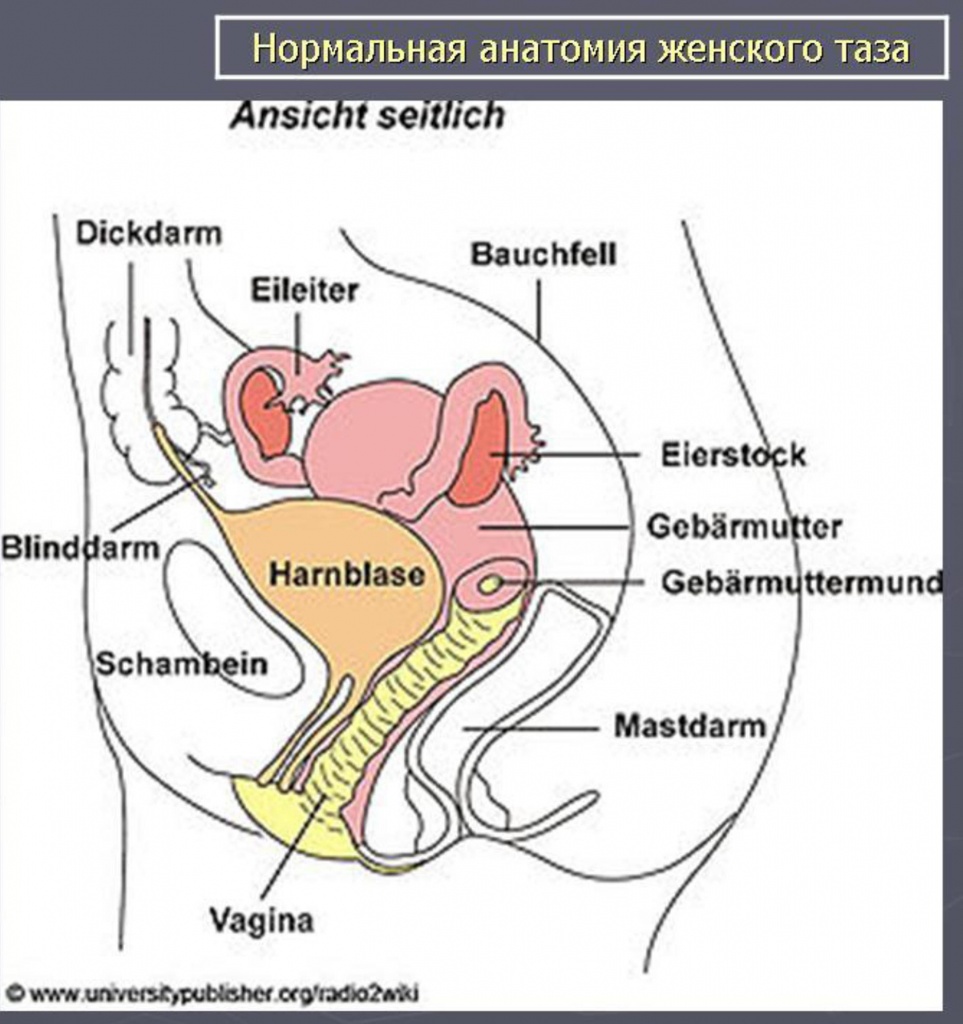 Нормальная анатомия женского таза в прямой проекции