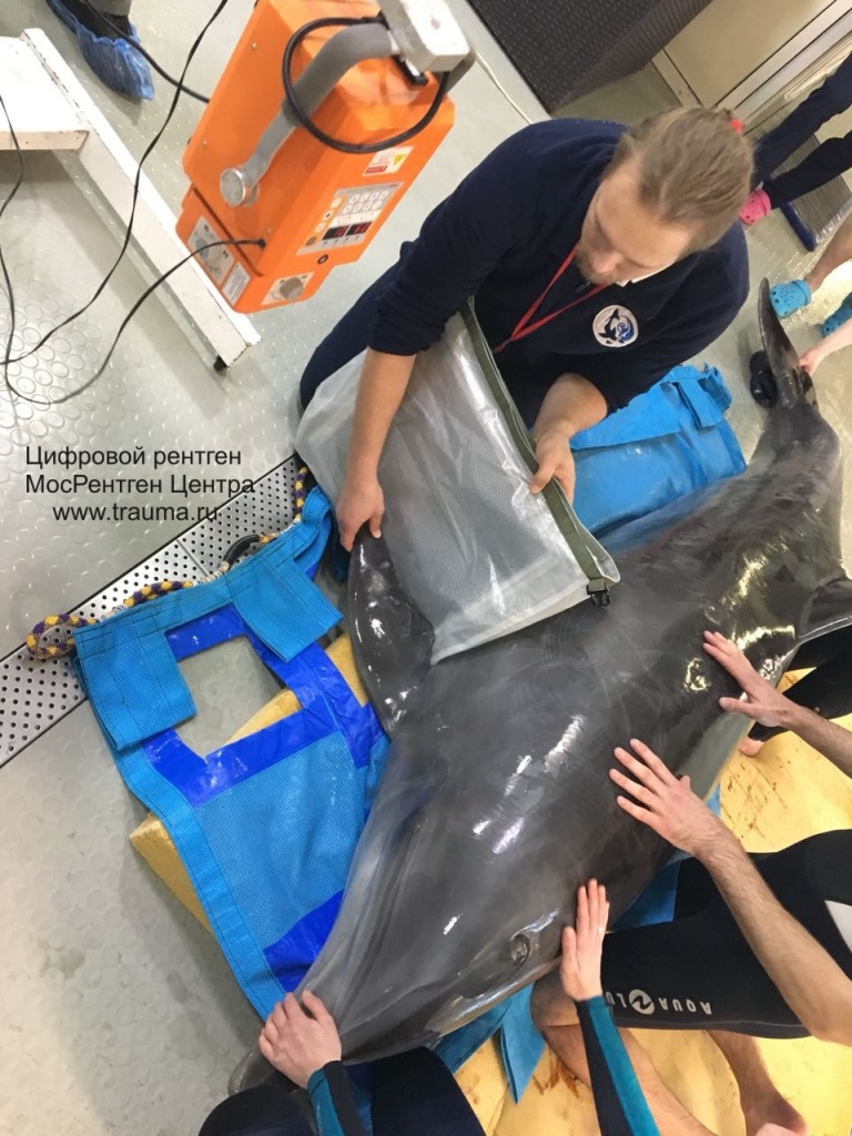 Рентген дельфина Рентген дельфина
