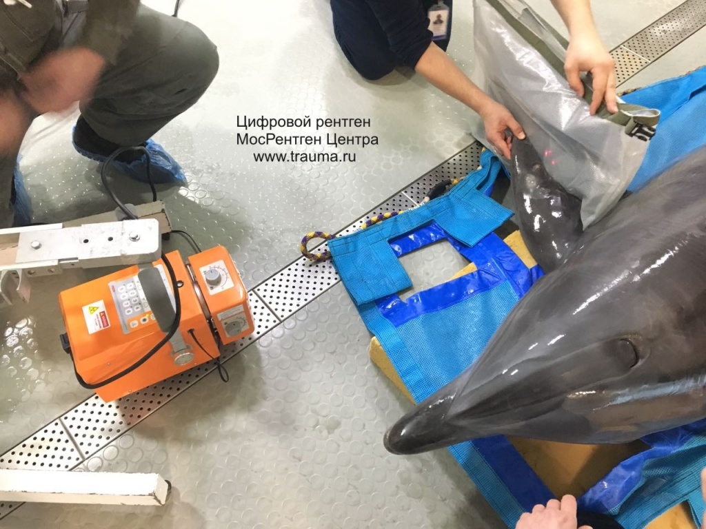 Рентген дельфина Рентген дельфина