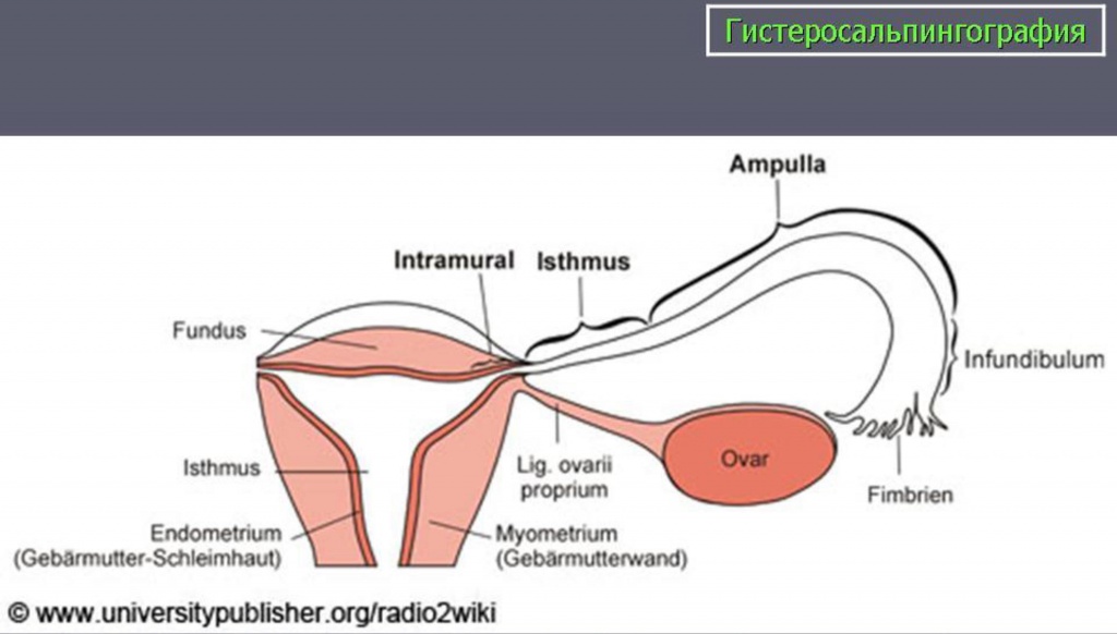 Анатомия женской половой системы