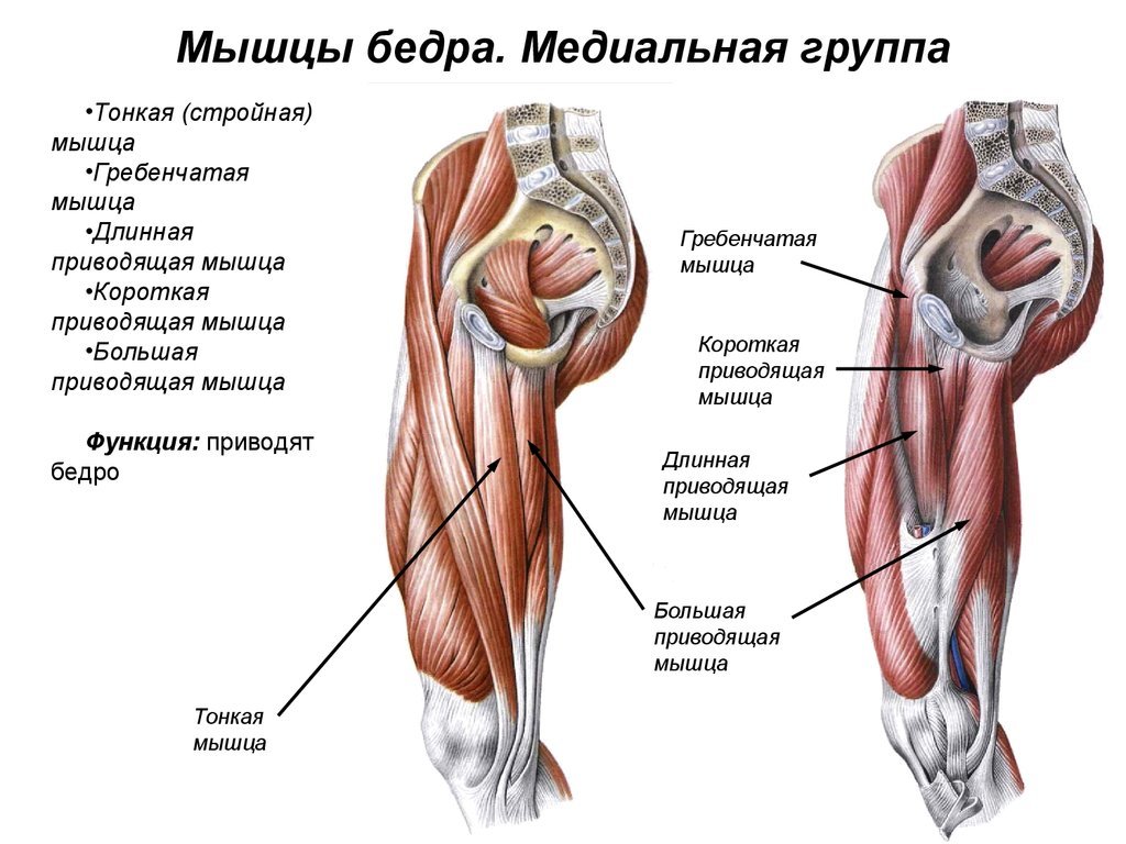 Мышцы бедра