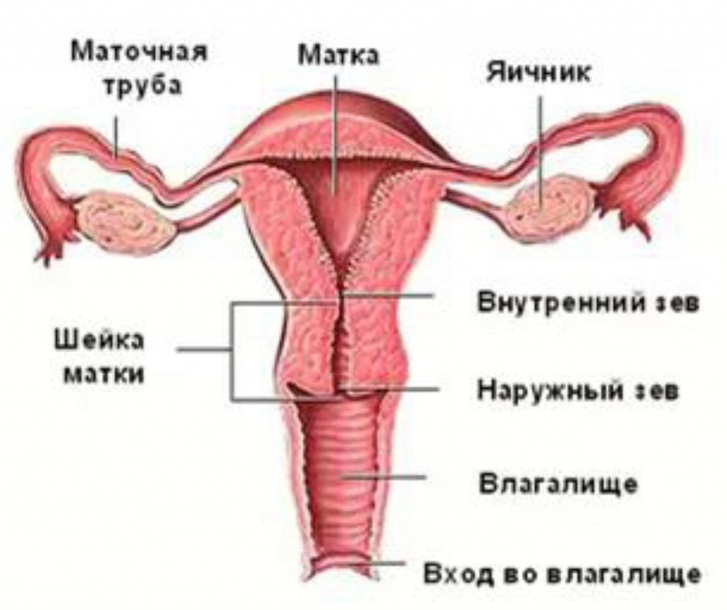 Анатомия женской половой системы Анатомия женской половой системы