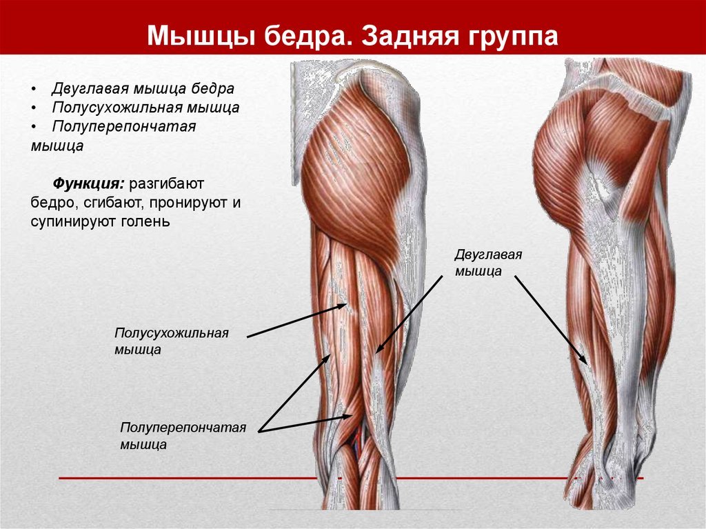 Мышцы бедра